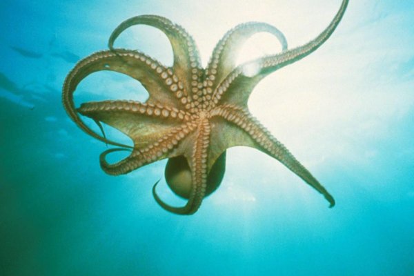 Ссылки зеркала на kraken kraken dark link