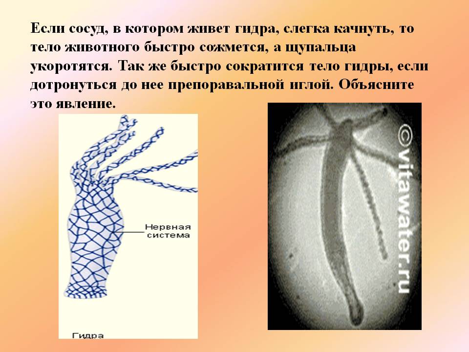 Кракен лег